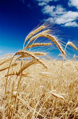August 2002 / SA_RURAL_390__020813_CC_WHEAT_FIELDS_029