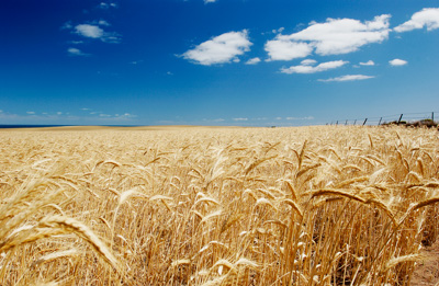 August 2002 / SA_RURAL_391__020813_CC_WHEAT_FIELDS_026