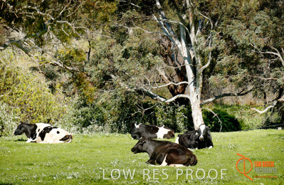 May 2002 / SA_RURAL_400__020505_saw_240804_049