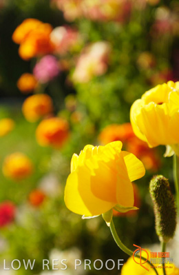 July 2001 / SA_RURAL_402__010704_KARIDIS2