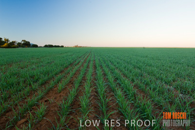 June 2007 / RURAL-00031