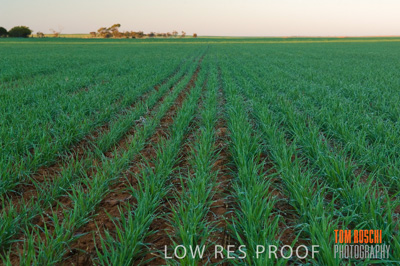 June 2007 / RURAL-00032