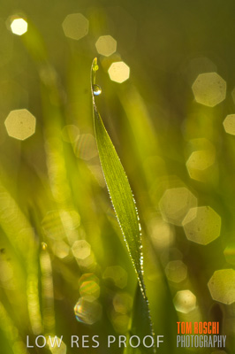 June 2007 / RURAL-00037