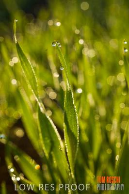 June 2007 / RURAL-00040