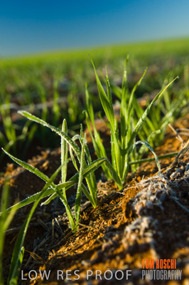 June 2007 / RURAL-00048