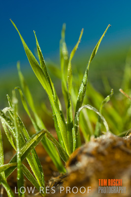 June 2007 / RURAL-00052