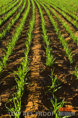 June 2007 / RURAL-00066