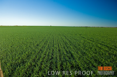 June 2007 / RURAL-00078