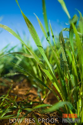 June 2007 / RURAL-00079