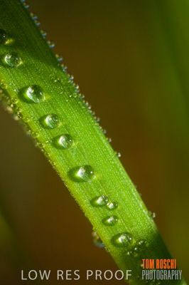 June 2007 / RURAL-00085