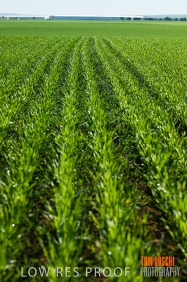 June 2007 / RURAL-00102