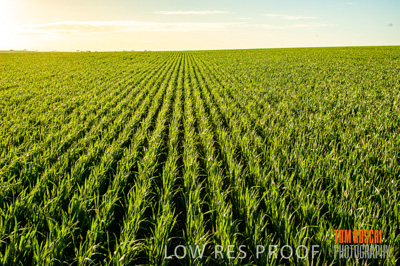 August 2007 / RURAL-00157