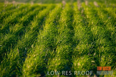 July 2009 / RURAL-00214