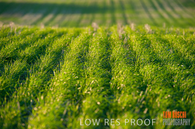 July 2009 / RURAL-00215