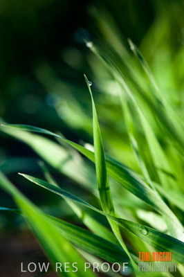 July 2009 / RURAL-00236