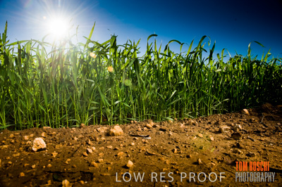 July 2009 / RURAL-00288