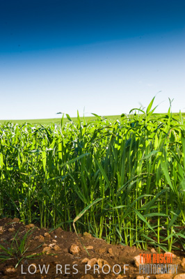 July 2009 / RURAL-00289