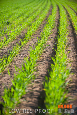 July 2009 / RURAL-00305