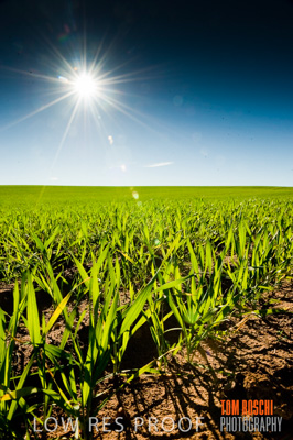 July 2009 / RURAL-00318