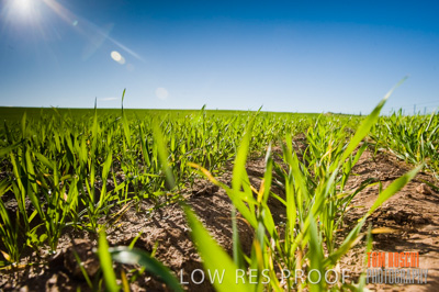 July 2009 / RURAL-00334