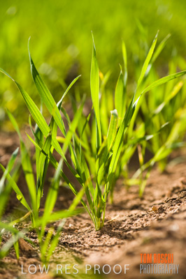 July 2009 / RURAL-00341