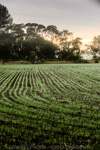 VITERRA / YORK_PENNINSULA_FARMING_024_(130604)