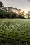 VITERRA / YORK_PENNINSULA_FARMING_026_(130604)