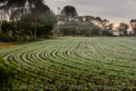 VITERRA / YORK_PENNINSULA_FARMING_031_(130604)