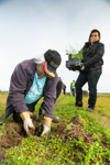TREE_PLANTING_YP_027_130604