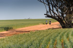 VITERRA 2013 / VITERRA_TANGERBOUN_062_(131009)