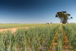 VITERRA 2013 / VITERRA_TANGERBOUN_078_(131009)