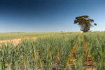 VITERRA 2013 / VITERRA_TANGERBOUN_085_(131009)