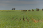 VITERRA 2013 / VITERRA_TANGERBOUN_092_(131009)