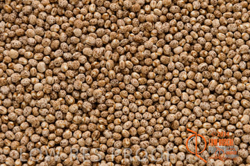 VITERRA 2013 / LUPIN_01_140303-2