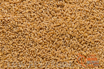 VITERRA 2013 / WHEAT_01_140303