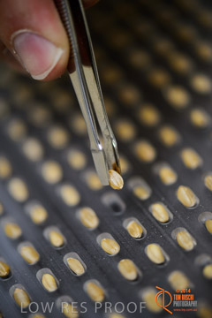 VITERRA 2013 / VITERRA_LABS_296