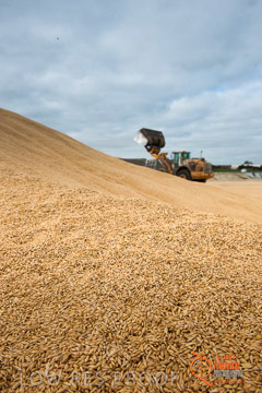 VITERRA 2013 / BUNKER_LOADER_028_140617