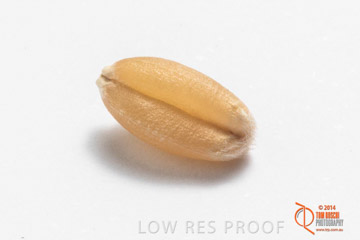 VITERRA 2013 / GRAIN_019_140827