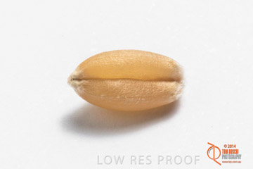 VITERRA 2013 / GRAIN_020_140827