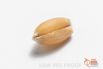 VITERRA 2013 / GRAIN_021_140827