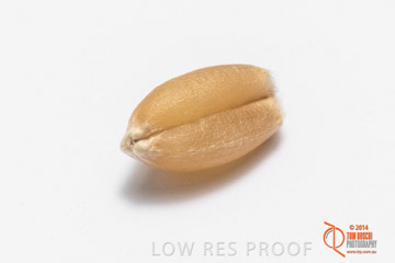 VITERRA 2013 / GRAIN_022_140827