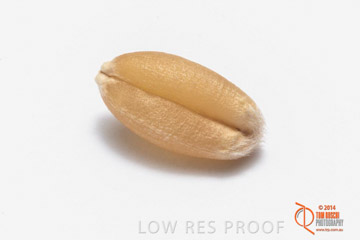 VITERRA 2013 / GRAIN_024_140827