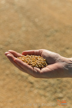 VITERRA 2013 / VITERRA_HAND&GRAIN_001_140829