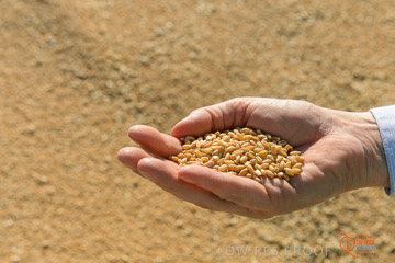 VITERRA 2013 / VITERRA_HAND&GRAIN_008_140829