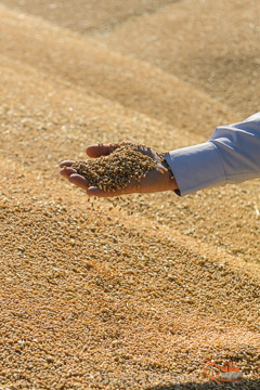 VITERRA 2013 / VITERRA_HAND&GRAIN_019_140829