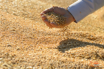 VITERRA 2013 / VITERRA_HAND&GRAIN_030_140829