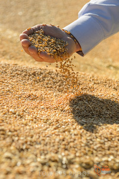 VITERRA 2013 / VITERRA_HAND&GRAIN_043_140829
