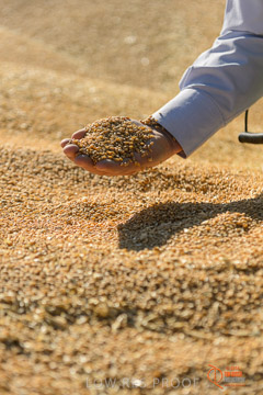 VITERRA 2013 / VITERRA_HAND&GRAIN_049_140829