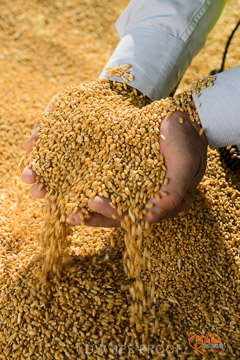 VITERRA 2013 / VITERRA_HAND&GRAIN_096_140829