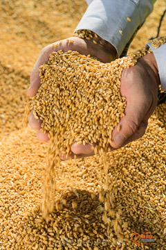 VITERRA 2013 / VITERRA_HAND&GRAIN_111_140829